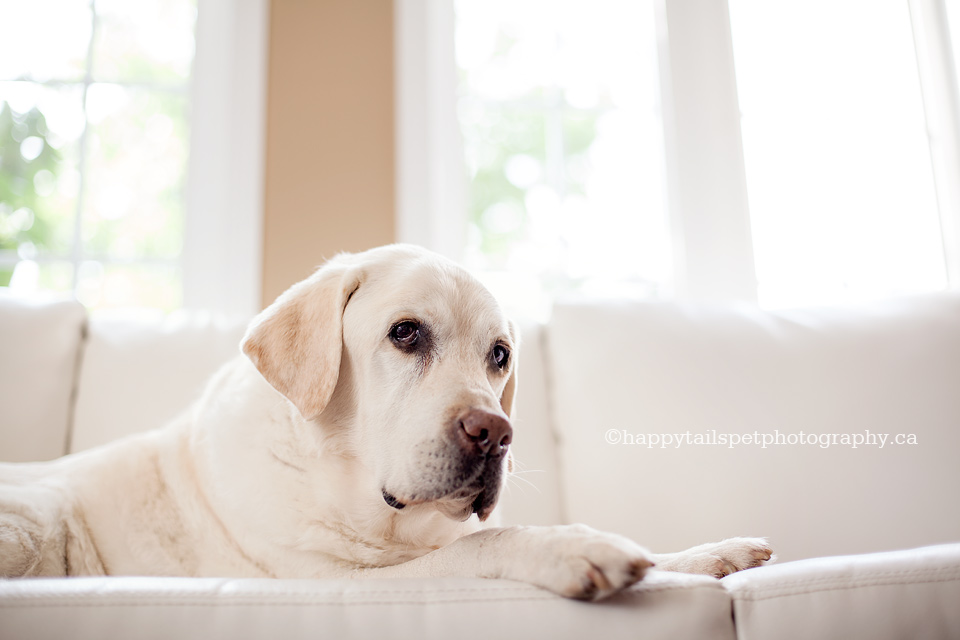 End of life pet photography session of senior yellow lab in Oakville, Ontario.