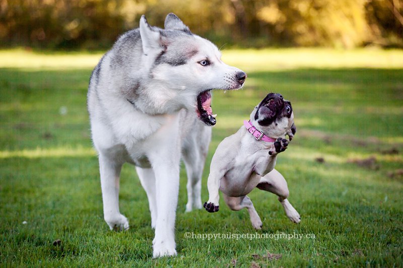 Husky dog yells at small pug dog with funny expression while playing during professional pet portraits in Burlington, Ontario.