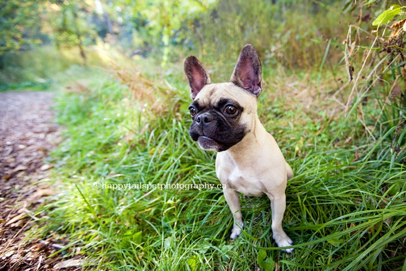 Small pug, french bulldog dog in the grass for outdoor pet photography dog portraits.