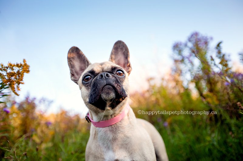Modern autumn dog photography by Ontario pet photographer.