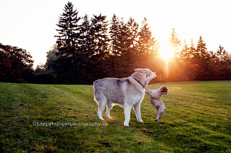 Small dog plays with big dog in field at Halton park at sunset. 