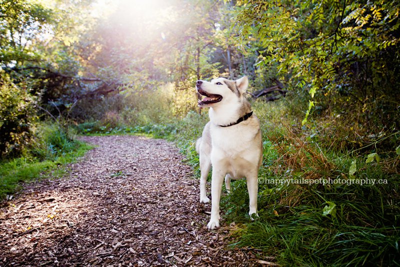 A candid photo of a husky dog on a natural trail in Ontario.