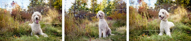 Colourful autumn dog portraits in natural outside setting in southern Ontario.