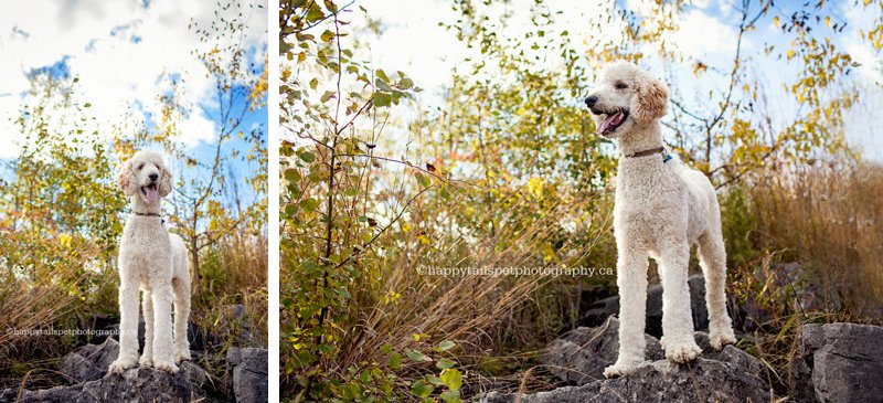 Bright and vibrant dog photography in Toronto and GTA.