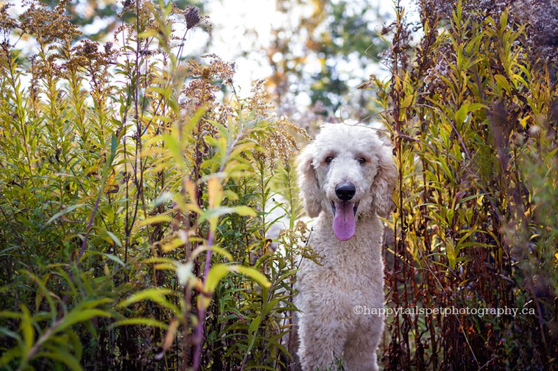 Poodle dog peeks in the long grass and autumn foliage on Burlington trail.