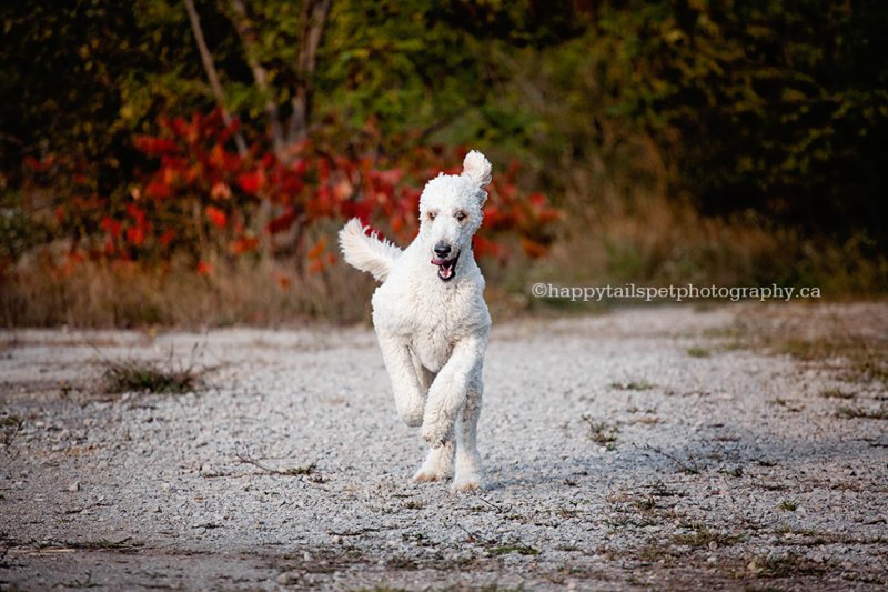 Action photo of large dog running with bright autumn colours.