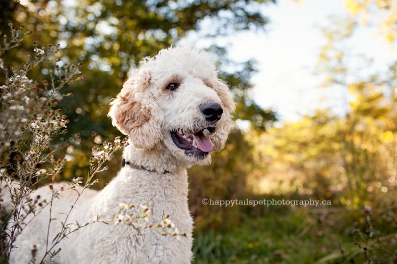 Kerncliff Park dog photography in Burlington Ontario.