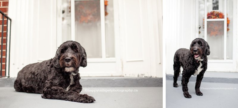 On location, in home, comfortable dog photography for elderly or ill pets.