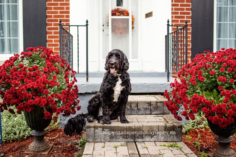 Rustic, colourful fall pet photography by Ontario dog photographer.