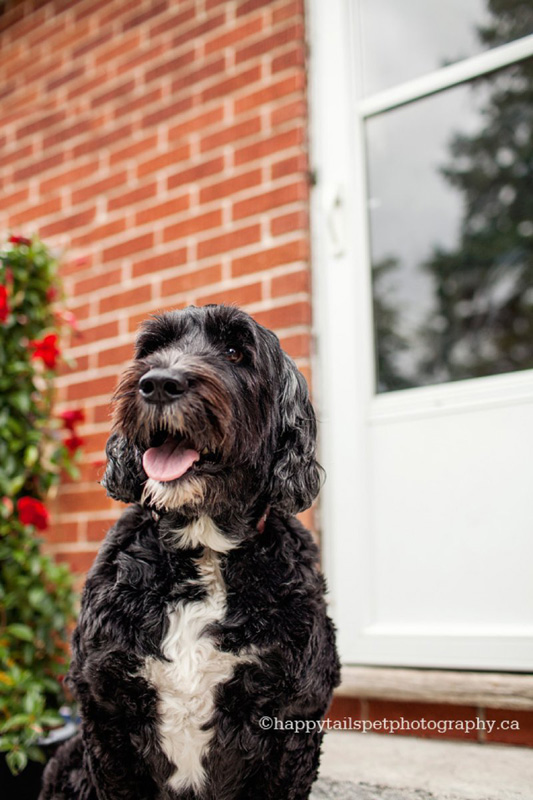 A black and white dog at his red brick home in southern Ontario.