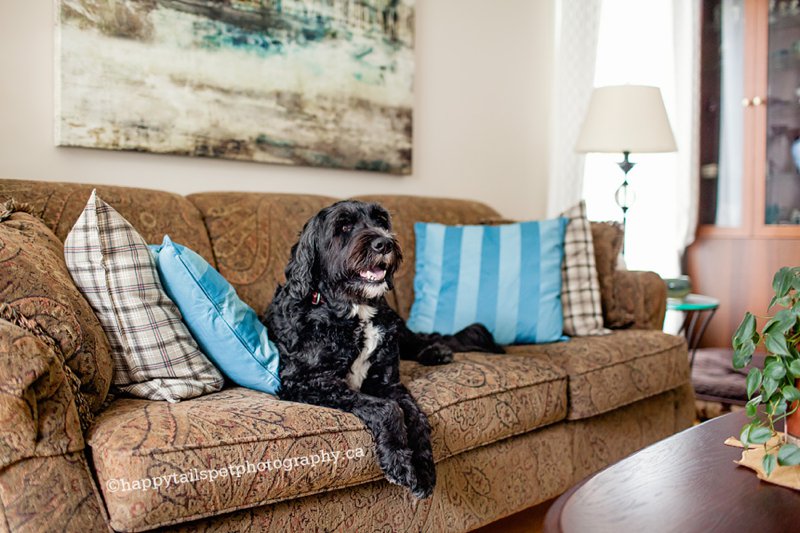 Pet photography in the comfort of your home, dog on couch, cosy and sweet dog portraits.