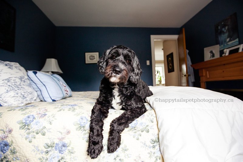 Black and white dog with goofy face on the bed for pet photographer.