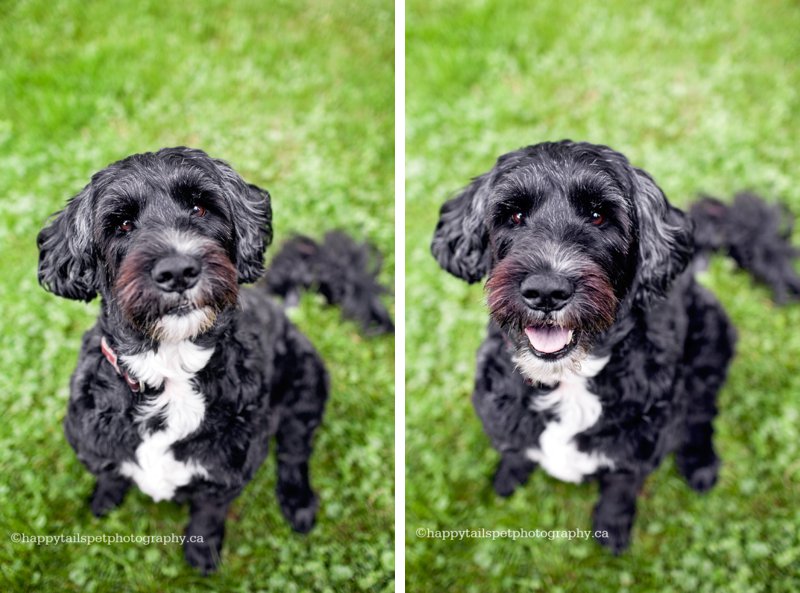 Pet portraits of happy portuguese water dog in backyard setting, Ontario.