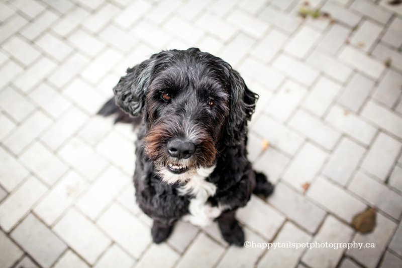 Modern, candid and natural dog photography in Guelph, Kitchener, Oakville and Burlington.