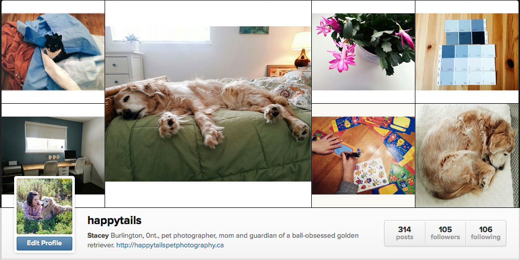 Happy Tails Pet Photography on Instagram. 