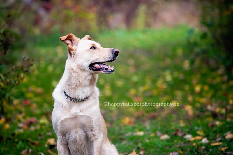 Creating memories of your dog with professional pet photos.