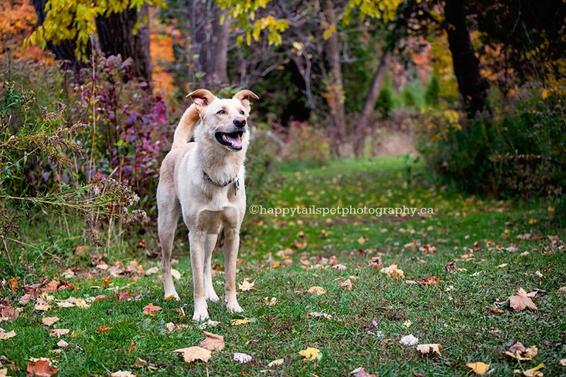 Pet photos with personality, playful dog in autumn in natural setting.