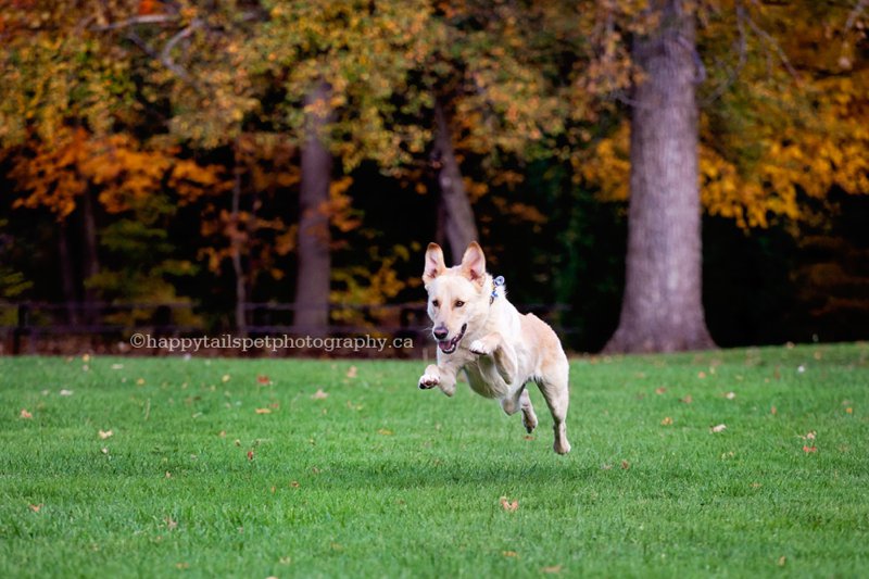 Action photo of dog leaping against a background of trees in fall.