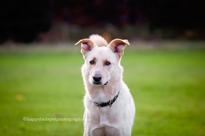 Contemporary, on-location portrait of mixed-breed, adopted dog at Lowville Park.