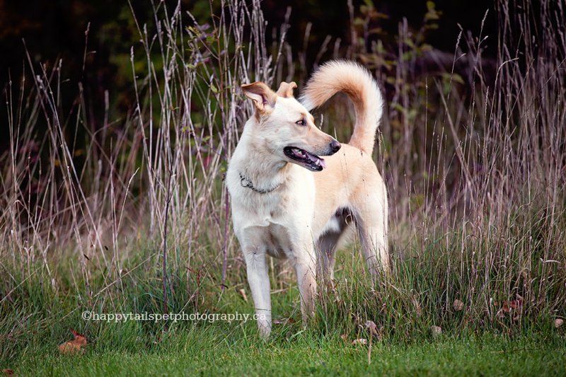 Mixed breed dog stands among the tall grass in Halton conservation area.