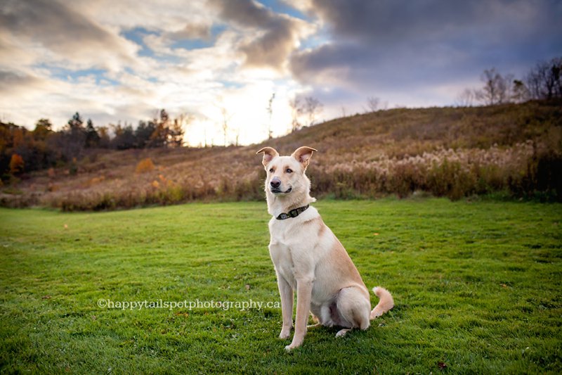 Artistic and modern dog photography in Ontario.