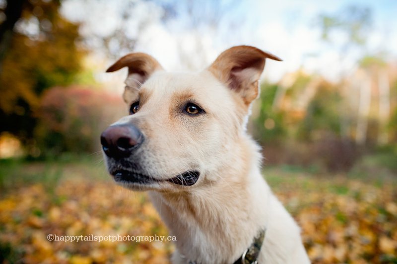 Close up photo of dog face with colourful fall leaves in the background.