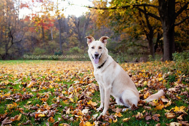 Smiling dog with perjy ears sits in a field of orange and red autumn leaves in Burlington park during professional pet photogray session.