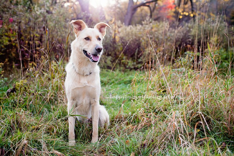 Gorgeous, artistic dog photography with soft backlight in natural foliage in Burlington.