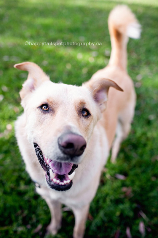 Happy dog by Ontario's best pet photographer.