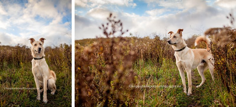 Natural and candid autumn pet photography in Burlington, Oakville and Toronto.