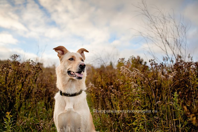 Outdoor, on-location dog portraits by Ontario pet photographer.