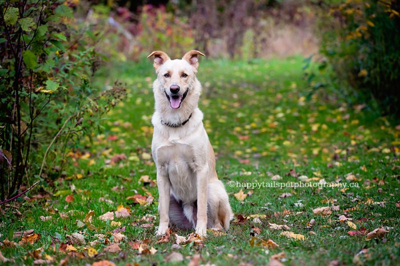 Colourful fall photo of happy dog on a trail in Ontario park.