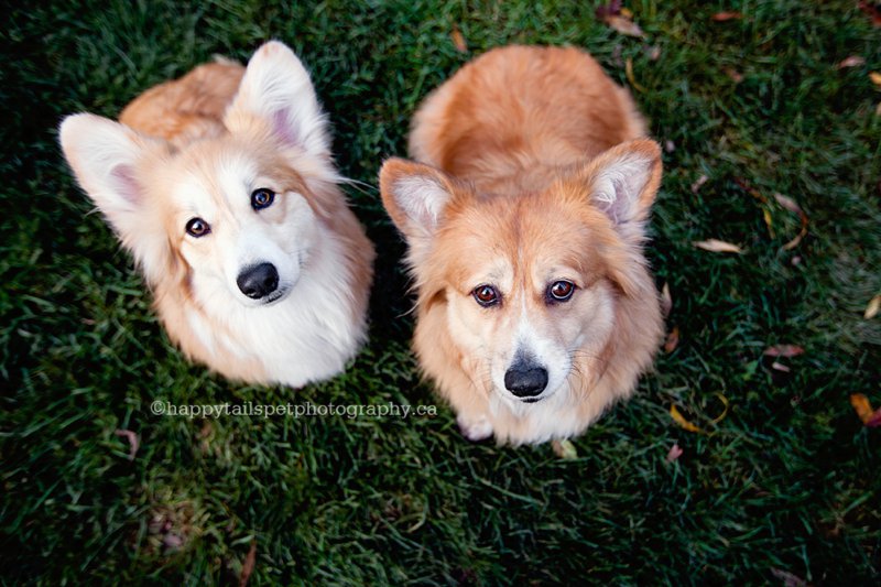 Two cute corgi dogs, pet portraits by Dundas dog photographer.