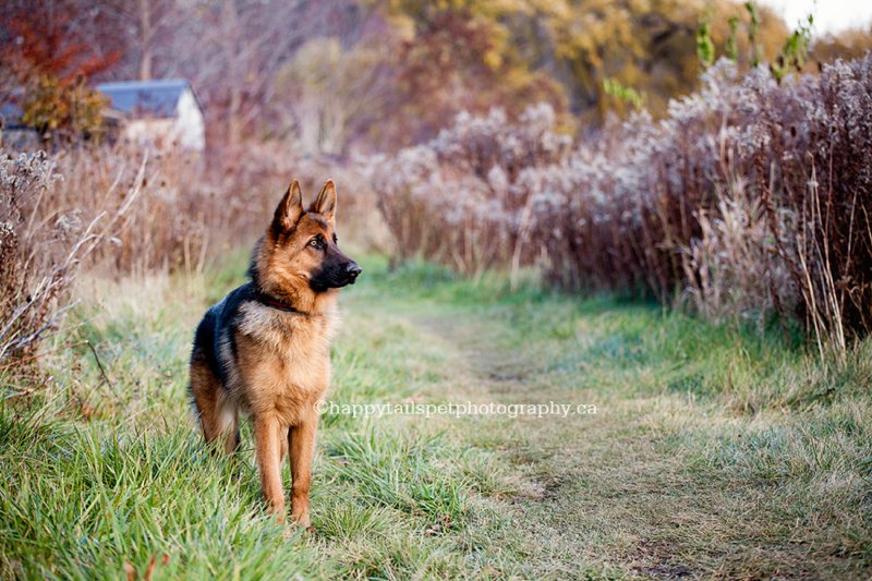 German shepherd dog photograph, on-location at outdoor field in Ontario.