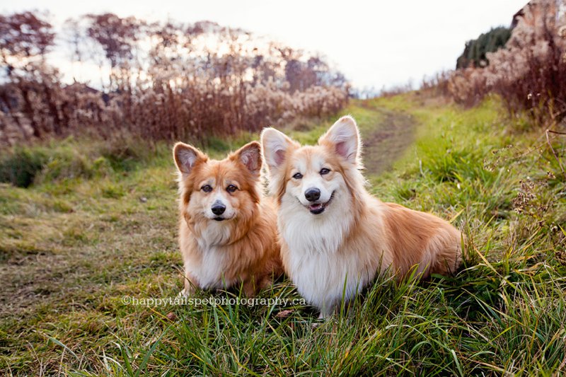 Two happy corgi dogs on a natural outdoor path in Dundas, Ontario in fall.