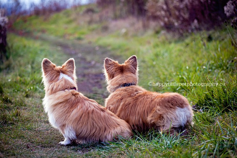 Corgi dog bums, from behind on a natural trail in autumn.