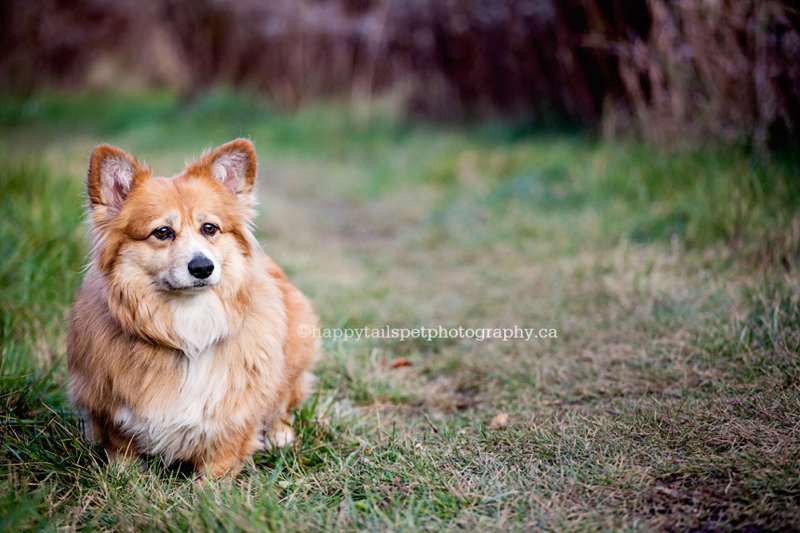 Natural, outdoor professional pet portrait of cute and furry corgi dog, Ontario and GTA.