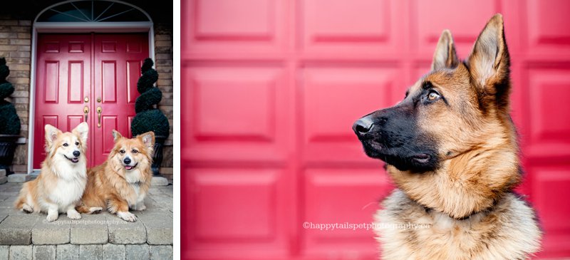At home dog photography, pet photography in the comfort of your home in Dundas, Waterdown, Hamilton and Burlington.