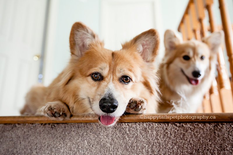 At home pet photography with multiple dogs in Hamilton, Ontario.