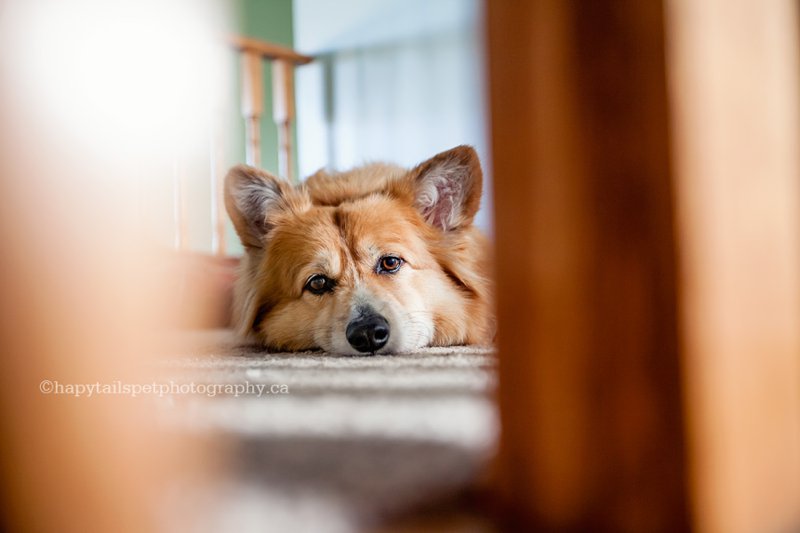 Pet portrait of sad looking corgi dog named Happy.