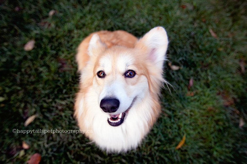 Happy, smiling corgi dog poses for outdoor pet photography in Dundas, Ontario.