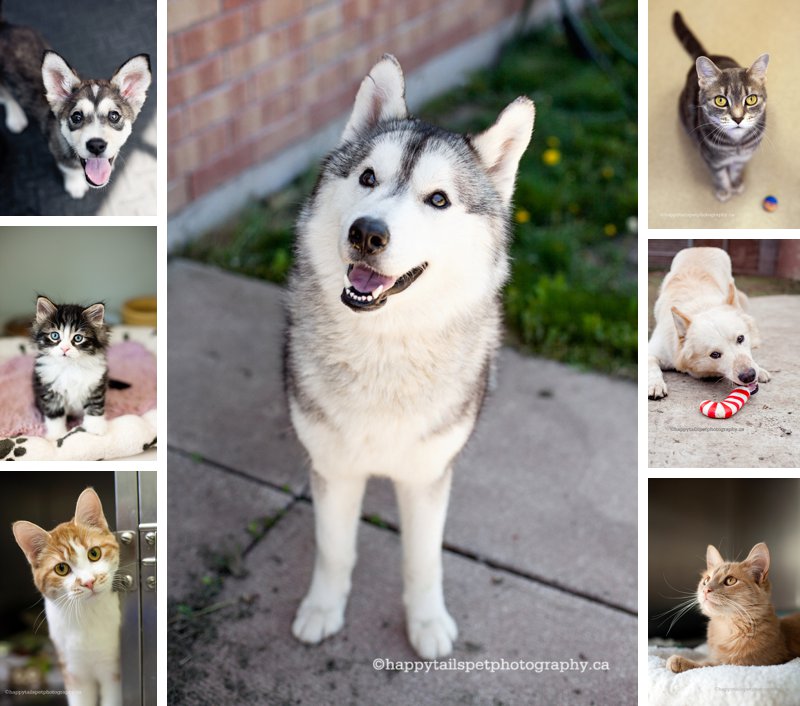 Volunteer photography at the Burlington Humane Society by Happy Tails Pet Photography