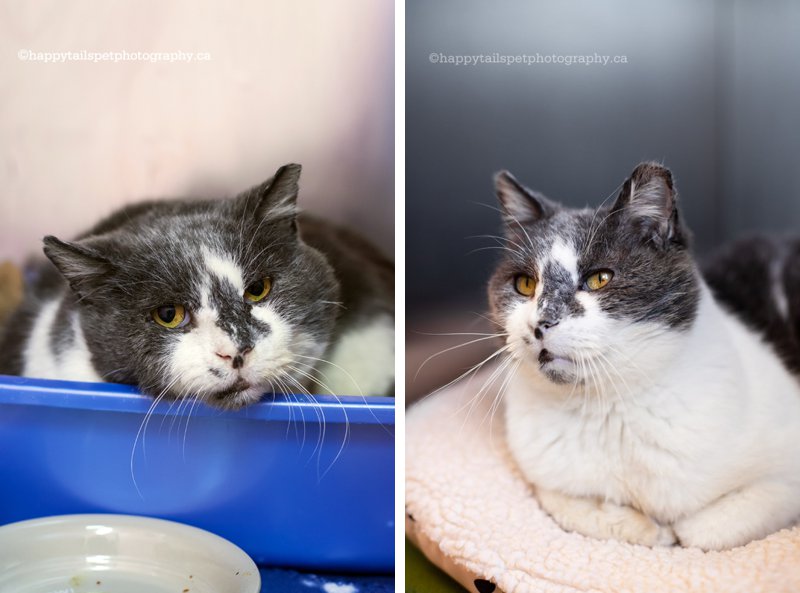 Timid shelter cat after adjusting to the shelter environment.