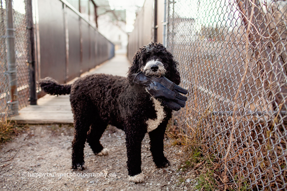 Dog with glove in mouth on Mississauaga, Ontario trail.