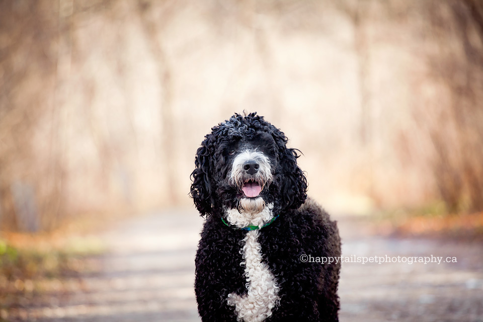 Natural, modern and candid outdoor pet portraits in Toronto and GTA.