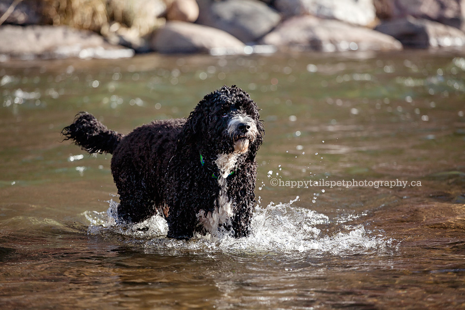 Portuguese water dog swimming in Port Credit river by Mississauaga pet photographer.