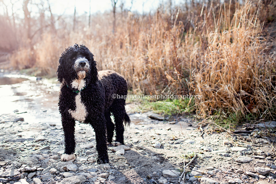 Wet dog takes a swimming break on rocky shores of Ontario river during fun and candid pet photography session.