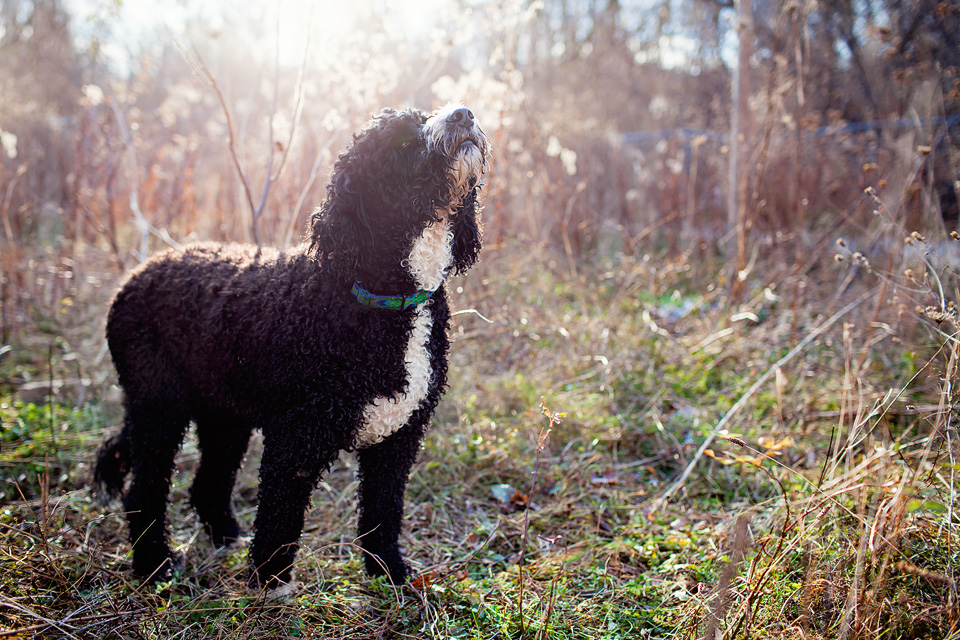 Dog portraits with personality in Ontario, on-location photography.