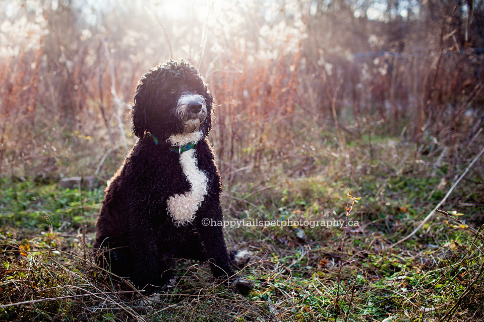 Mississauga, GTA, Toronto, Oakville dog photographer.