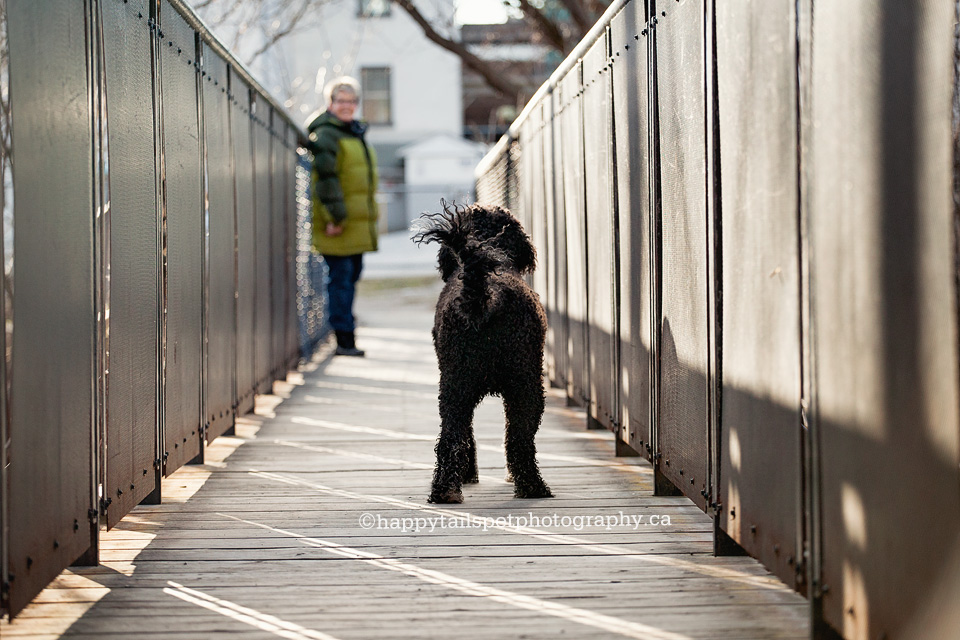 Dog and owner walk together and share a bond in people and pets photography session on outdoor trail.